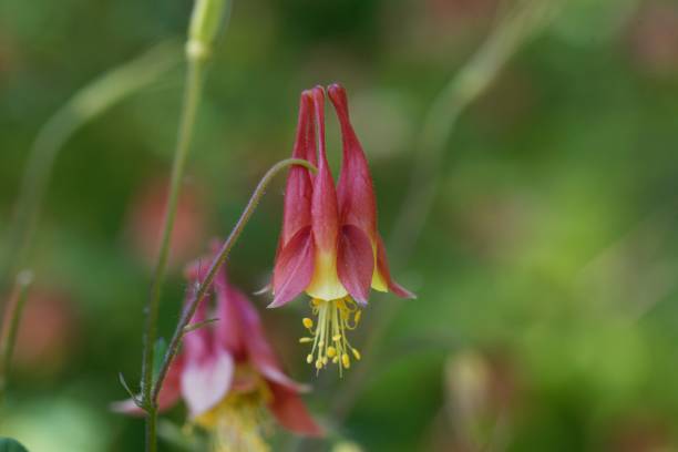 istock Canada columbine, Aquilegia canadensis 1157352627