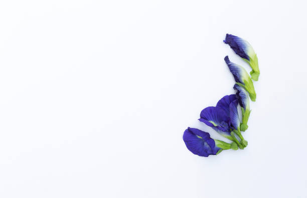 Beautiful purple butterfly pea flower isolate on white background Beautiful purple butterfly pea flower isolate on white background, blue flower with space on white background butterfly purple blue isolated stock pictures, royalty-free photos & images
