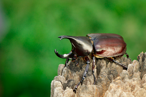 Anoplotrupes stercorosus Dor Beetle Insect. Digitally Enhanced Photograph.