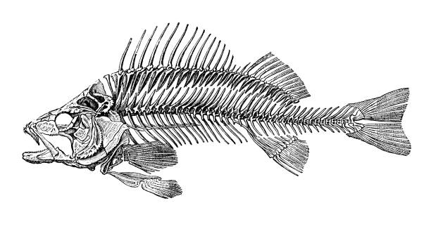 fossil fish antique french botanical illustration Vintage etching print on white background animal bone stock illustrations