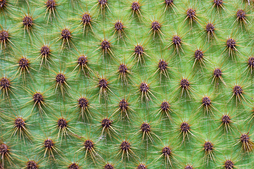 Texture of prickly cactus in the desert.