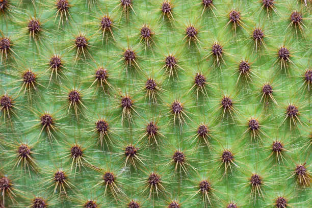 Photo of Texture of prickly cactus in the desert.