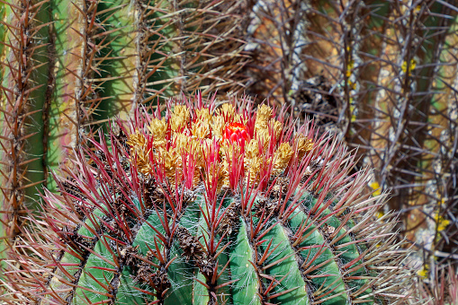 Blooming prickly cactus in the desert.