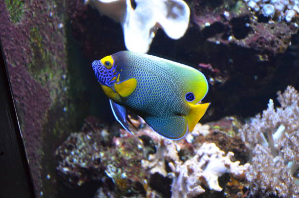 istock Tropical fish in aquarium, Berlin 1157354348