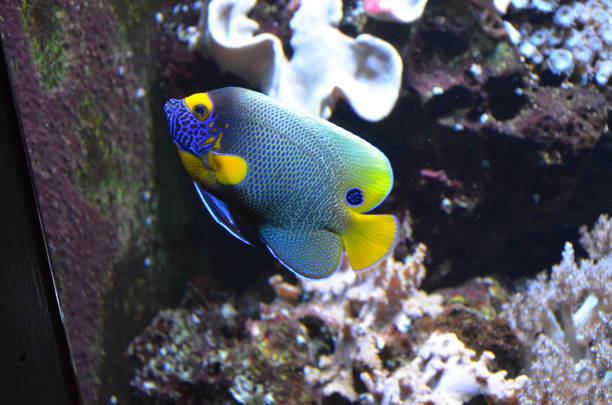 istock Tropical fish in aquarium, Berlin 1157354970