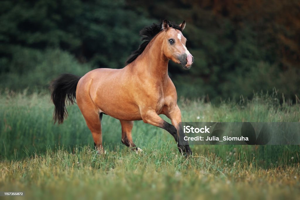 Cavallo Color Crema Che Attraversa Il Pascolo - Fotografie stock e altre  immagini di Pony Gallese - Pony Gallese, Ambientazione esterna, Animale -  iStock