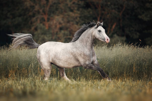istock Gray horse running through the pasture 1157355965