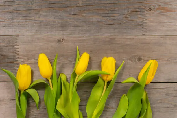 Yellow tulips on rustic wooden table. Top view with copy space.