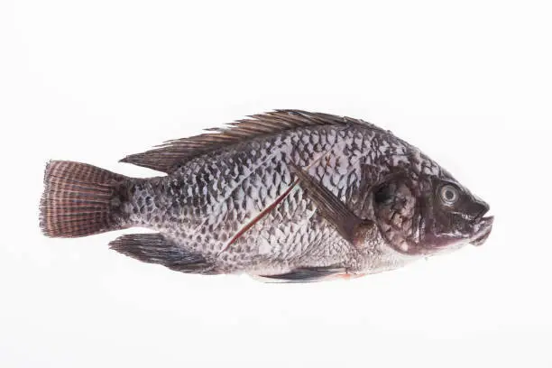 Photo of Fish, Platy mojarra, Nilotic tilapia, Chitralada tilapia on white background