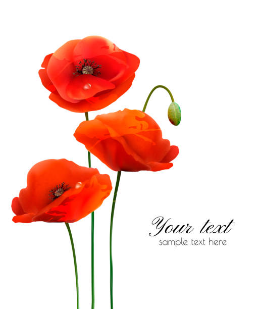 Red Poppy flowers isolated on white background. Vector illustration Red Poppy flowers isolated on white background. Vector illustration red poppy stock illustrations