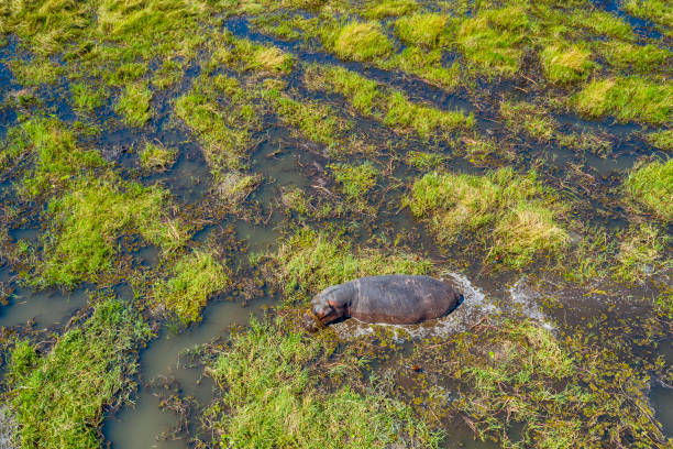 Aerial view of an African Hippopotamus (Hippopotamus amphibius) in Khwai river, Moremi National Park in Okavango Delta, Botswana, Africa.