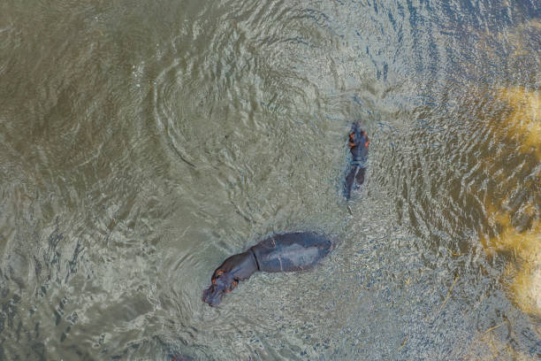 istock Hippo (Hippopotamus amphibius) in Khwai river, Moremi,  Okavango Delta 1157362529