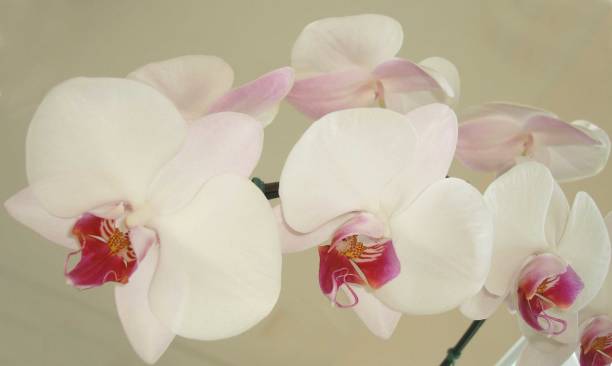 istock An orchid pink and white 1157362799
