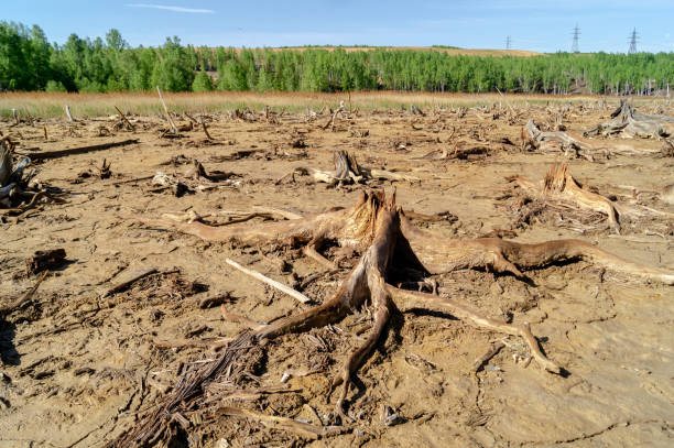istock old brown dead trees with dry land 1157364382