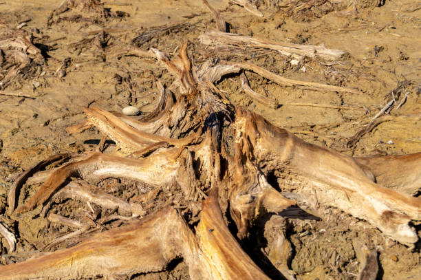 istock old brown dead trees with dry land 1157364397