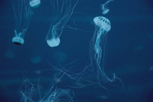 aquarium medusa - box jellyfish imagens e fotografias de stock