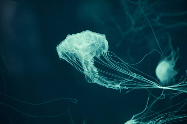 аквариум медуза - box jellyfish стоко�вые фото и изображения