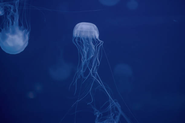 Aquarium medusa