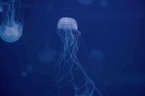 aquarium medusa - box jellyfish imagens e fotografias de stock