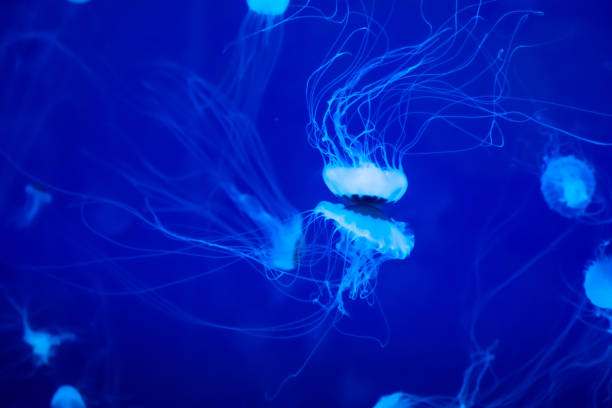 aquarium medusa - box jellyfish imagens e fotografias de stock