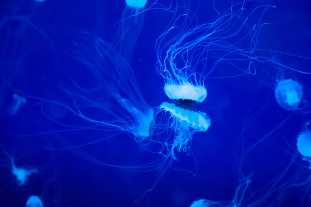 аквариум медуза - box jellyfish стоковые фото и изображения