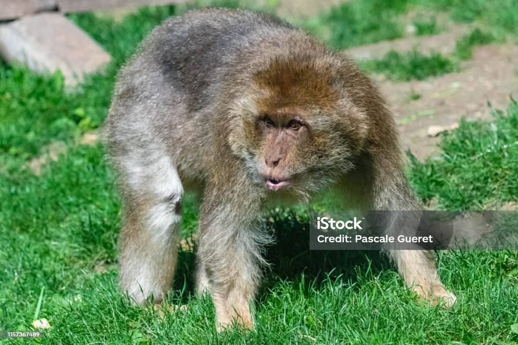 Macaque barbare - Photo de Capitales internationales libre de droits