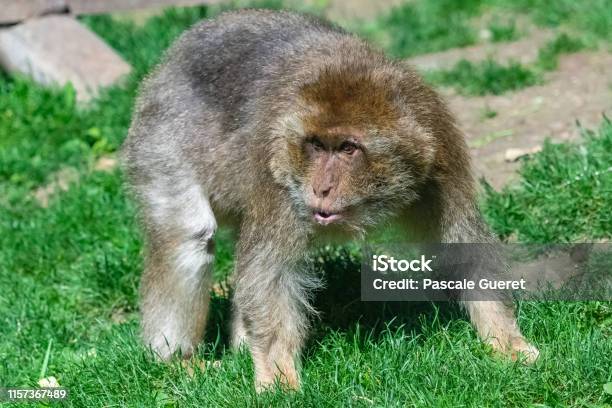 Photo libre de droit de Macaque Barbare banque d'images et plus d'images libres de droit de Capitales internationales - Capitales internationales, Cheveux ou Poils, Couleur verte