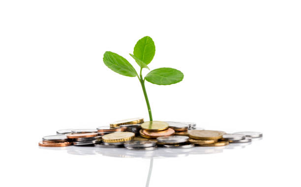istock Money and plant. Isolated on white background. 1157368782