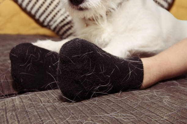 PET OR DOG HAIR ON BLACK SOCKS CLOTH DURING ANNUAL SHEDDING SEASON PET OR DOG HAIR ON BLACK SOCKS CLOTH DURING ANNUAL SHEDDING SEASON molting stock pictures, royalty-free photos & images