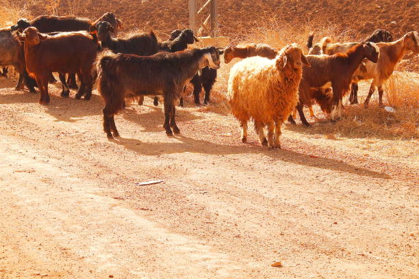 istock A herd of Goats 1157370286