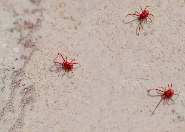 istock Red spider-mite with long legs. It wakes up in the spring when the sun warms the soil 1157371569