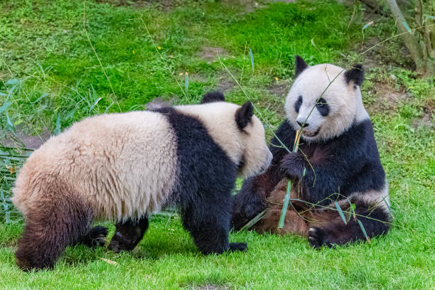 panda, matka i jej młode - bear animal kissing forest zdjęcia i obrazy z banku zdjęć