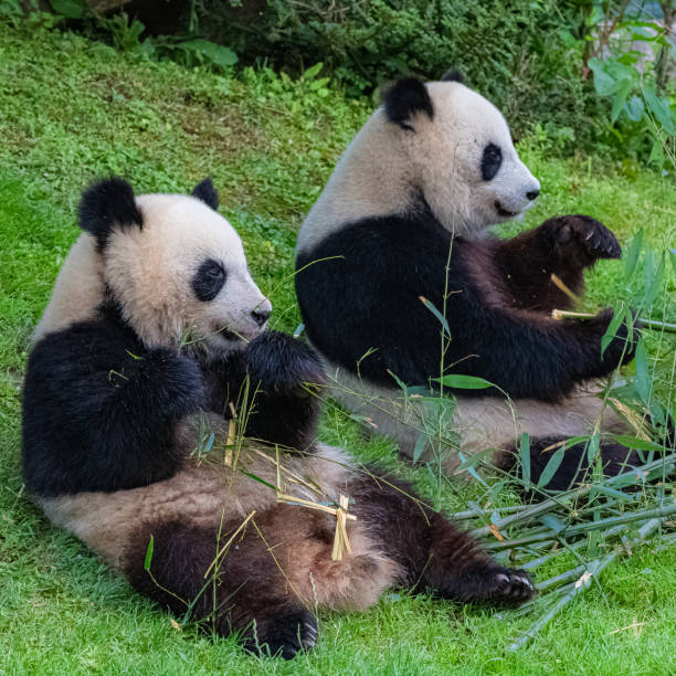istock Panda, the mother and its young 1157371606
