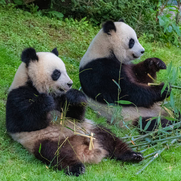 panda, the mother and its young - bear animal kissing forest imagens e fotografias de stock