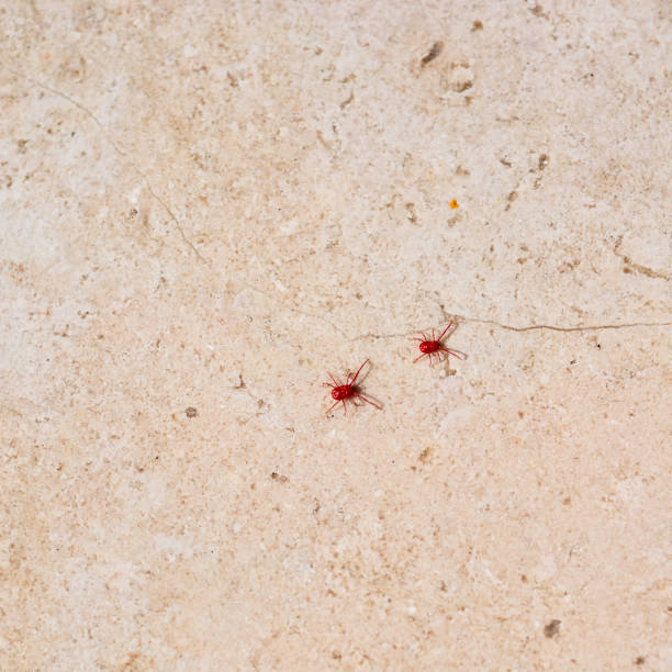 istock Red spider-mite with long legs. It wakes up in the spring when the sun warms the soil 1157371674