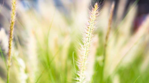 istock vintage background wild grass flowers, nature beautiful 1157371873