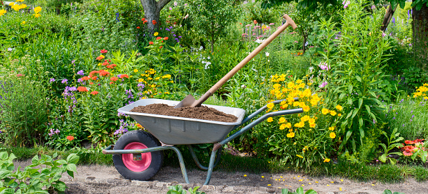 Wheelbarrow with compost for the flowerbeds