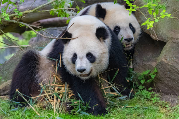 giant pandas - bear animal kissing forest imagens e fotografias de stock