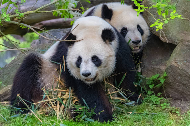 гигантские панды - bear animal kissing forest стоковые фото и изображения