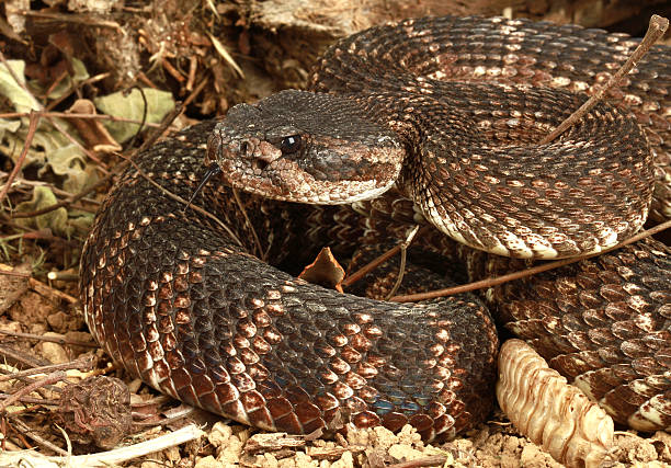 istock Portrait of a Rattlesnake. 115737396