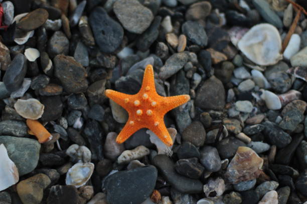 istock Starfish and sea stones 1157376401