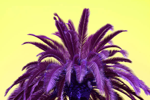 istock Pop Art Style Vibrant Purple Palm Tree on Yellow Background 1157376635