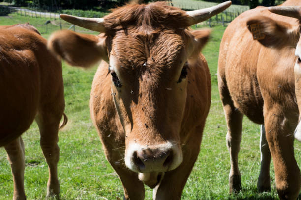 istock Limousin cows in the countryside 1157377921