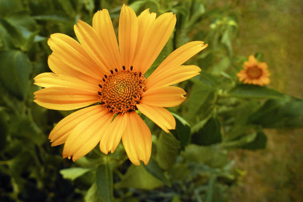 istock Yellow daisy flower closeup 1157377998