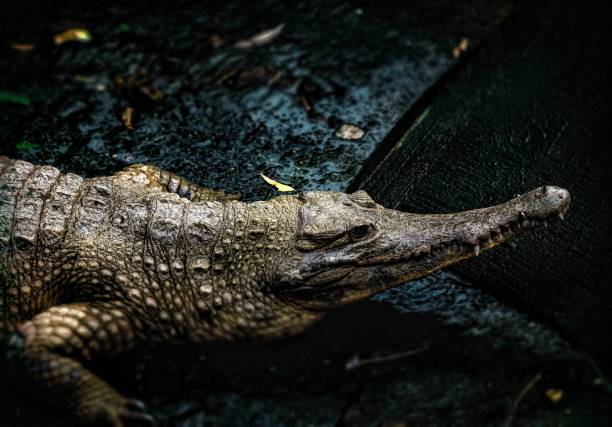 the african slender-snouted crocodile - snouted imagens e fotografias de stock