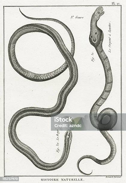 Serpente Prato 17 - Arte vetorial de stock e mais imagens de Antiguidade - Antiguidade, Cobra, Gravação