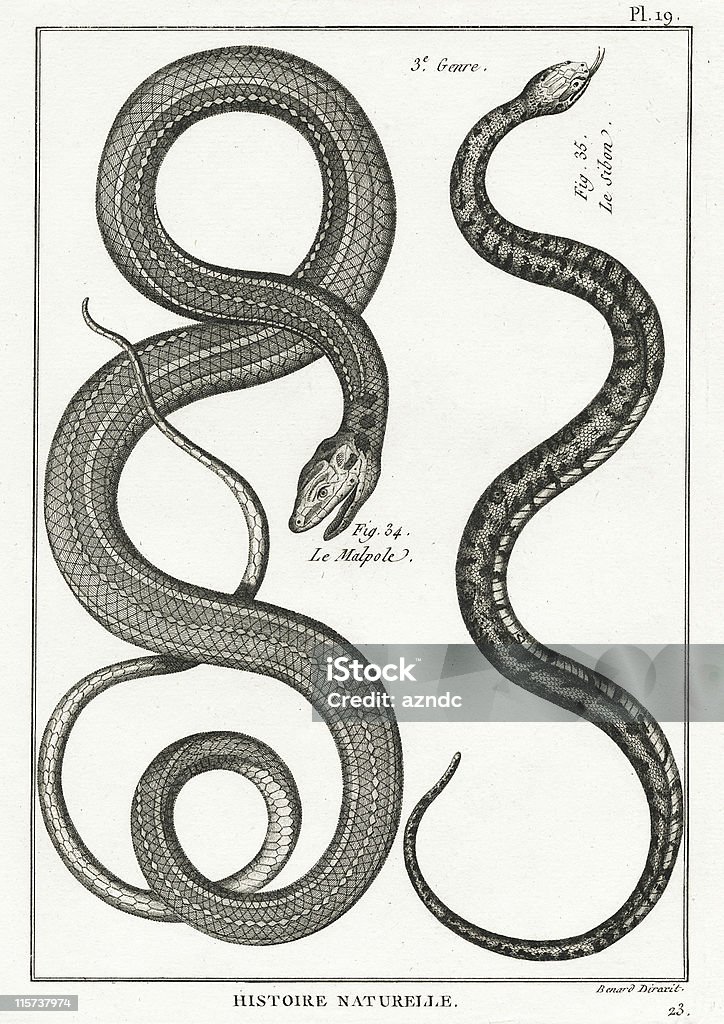Serpent, assiette 19 - Illustration de Serpent libre de droits