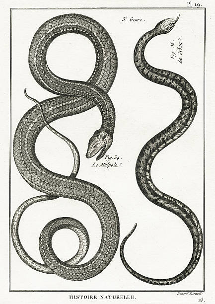 illustrations, cliparts, dessins animés et icônes de serpent, assiette 19 - snake