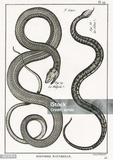 Serpent Assiette 19 Vecteurs libres de droits et plus d'images vectorielles de Serpent - Serpent, Objet gravé, Gravure