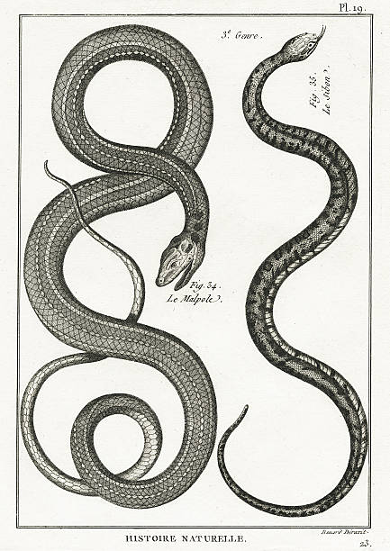Serpent, Plate 19 Copper engraved book plate of snakes from Buffon's encyclopedia Histoire Naturelle, circa 1751 Paris, France.  Illustrated by Benard. snake stock illustrations